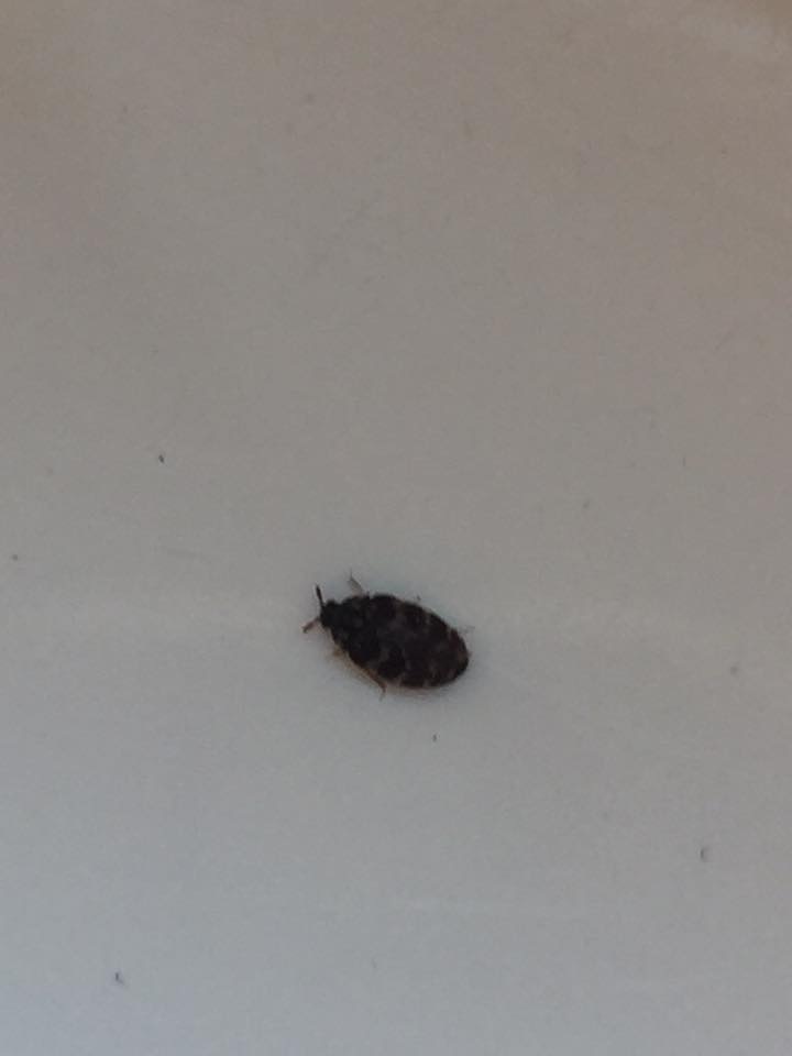 Tiny Beetles In House